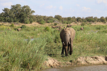 Fototapeta na wymiar Afrikanischer Elefant am Olifants River / African elephant at Olifants River / Loxodonta africana.
