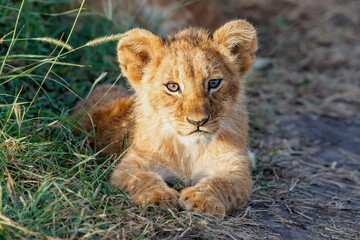 Fototapeta na wymiar Lion cub discovers the world in the Masai Mara National Park in Kenya