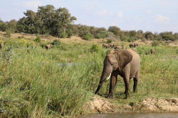 Fototapeta na wymiar Afrikanischer Elefant am Olifants River / African elephant at Olifants River / Loxodonta africana.
