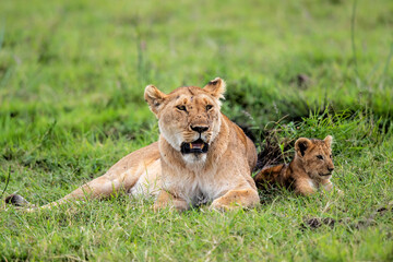 Naklejka na ściany i meble Lioness, with small cubs, resting in the Masai Mara National Park in Kenya