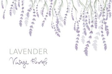 Background for Wedding invitation. Vector illustration, wallpaper with lavender flowers.
