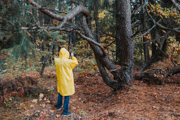 Naklejka na ściany i meble A man in a yellow raincoat in a cloudy forest photographs a landscape - wet autumn