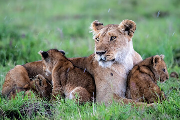 Lioness, with small cubs, resting in the Masai Mara National Park in Kenya