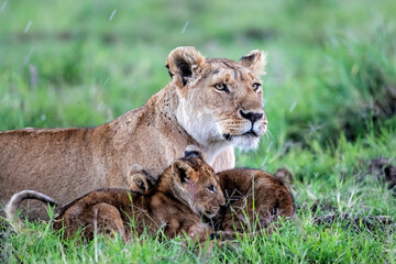 Obraz na płótnie Canvas Lioness, with small cubs, resting in the Masai Mara National Park in Kenya