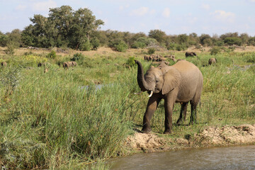 Fototapeta premium Afrikanischer Elefant am Olifants River / African elephant at Olifants River / Loxodonta africana.