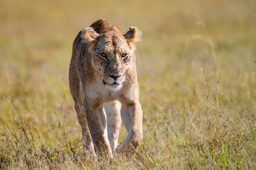 lion female walking in the Masai Mara Game Reserve in Kenya