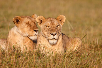 Fototapeta na wymiar lion females resting in the Masai Mara Game Reserve in Kenya