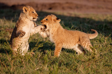 Lion cubs playing in the Masai Mara National Reserve in Kenya