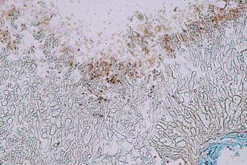 Penicillium, ascomycetous fungi are of major importance in the natural environment as well as food and drug production.   © sinhyu