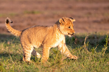 Lion cub discovers the world  in the Masai Mara National Park in Kenya