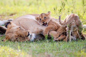 Lioness, with small cubs, resting in the Masai Mara National Park in Kenya