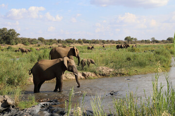 Afrikanischer Elefant im Olifants River / African elephant in Olifants River / Loxodonta africana.