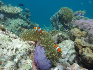 coral reef with fish