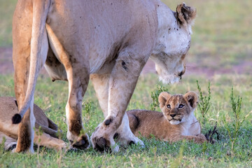 Lioness, with small cubs, resting in the Masai Mara National Park in Kenya