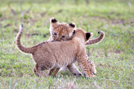 Lion Cubs Playing In The Masai Mara National Reserve In Kenya