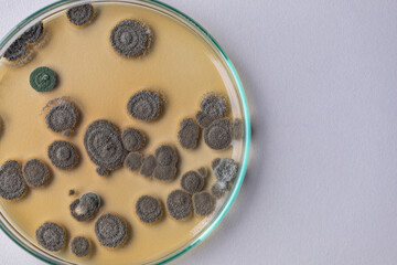 Penicillium, ascomycetous fungi are of major importance in the natural environment as well as food and drug production. 
