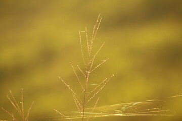 Selective focus or soft focus Grass flowers with wind in winter morning.