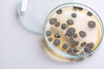Penicillium, ascomycetous fungi are of major importance in the natural environment as well as food and drug production. 
