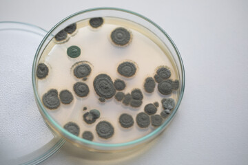 Penicillium, ascomycetous fungi are of major importance in the natural environment as well as food and drug production. 
