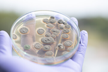 Penicillium, ascomycetous fungi are of major importance in the natural environment as well as food...