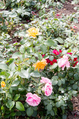 Many different roses in the flower bed.