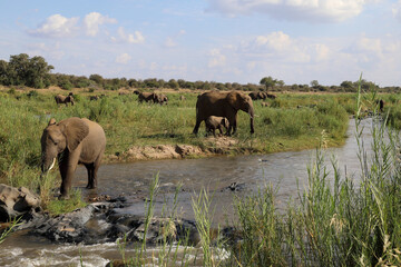 Naklejka na ściany i meble Afrikanischer Elefant im Olifants River / African elephant in Olifants River / Loxodonta africana.