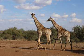 Giraffe / Giraffe / Giraffa Camelopardalis