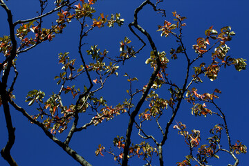 Fantastically curved Tree Branches against the blue Sky.Old  Tree with fantastical curved Branches. Natural background.