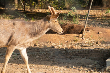 Baby Deer Antler With Newly Growing Small Horns Stag Walking