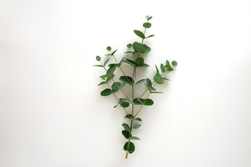 Natural eucalyptus live plant on white background, flat lay