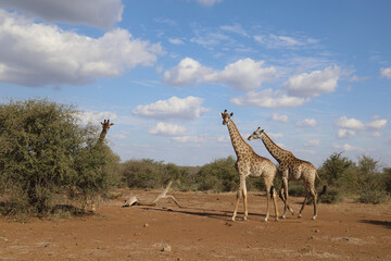 Giraffe / Giraffe / Giraffa Camelopardalis