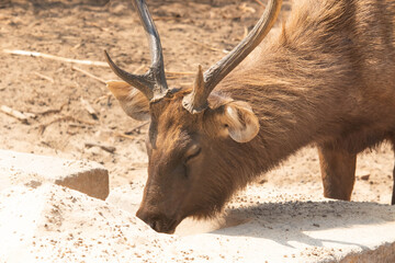 Deer Antler Or Stag With Beautiful Grown Horn Covered Coated With Mud Eating Food