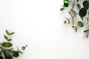 Natural eucalyptus live plant on white background, copy space, flat lay © Inga