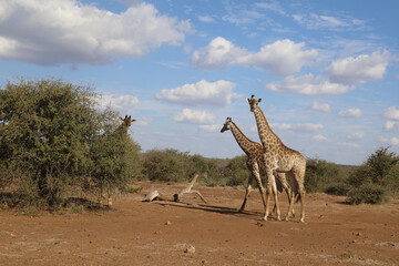 Giraffe / Giraffe / Giraffa Camelopardalis