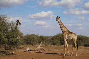 Giraffe / Giraffe / Giraffa Camelopardalis
