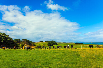 Obraz premium The cows grazes on grassy hills