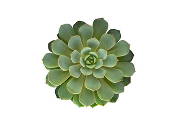 Succulent plant isolated on white background, top view