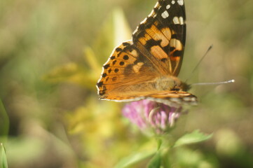 Butterfly