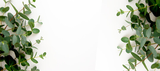 Eucalyptus live plant banner, green branches on white background, copy space, flat lay