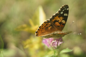 Butterfly