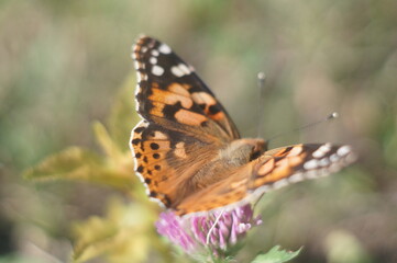 Butterfly
