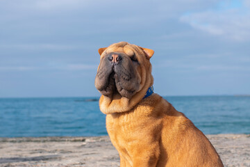 A funny puppy dog ​​of the Shar Pei breed sits on the beach against the background of the sea.