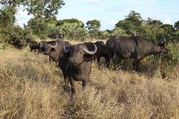 Kaffernbüffel / Buffalo / Syncerus caffer
