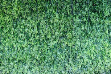 Artificial fake plant wall decoration background.