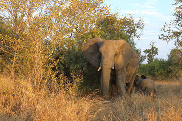 Afrikanischer Elefant / African elephant / Loxodonta africana.