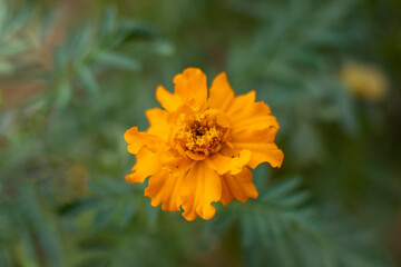Close up of fresh orange flower