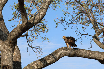 Wahlbergsadler / Wahlberg's  Eagle / Aquila wahlbergi