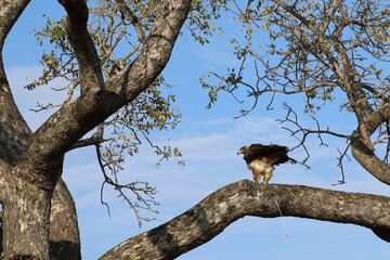 Wahlbergsadler / Wahlberg's  Eagle / Aquila wahlbergi
