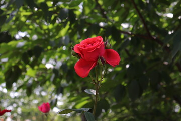 Close up view of red rose in a garden with blurred background