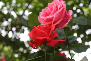 Close up view of red rose in a garden with blurred background